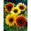 Girassol Ornamental - Beleza de Outono - 100 g - 