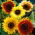 Dísznapraforgó - Autumn Beauty - Helianthus annuus - 100 g - Többszínű virágok, méhbarát - Friss vetőmagok