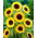 Dísznapraforgó - Henry Wilde - Helianthus annuus - 1 kg - Magas aranysárga fajta - Friss vetőmagok