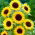 Dísznapraforgó - Henry Wilde - Helianthus annuus - 1 kg - Magas aranysárga fajta - Friss vetőmagok