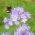 Facélia vratičolistá - medonosná rastlina - 1 kg semien (Phacelia tanacetifolia)