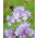 Facélia vratičolistá - medonosná rastlina - 1 kg semien (Phacelia tanacetifolia)