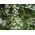 Koriander siaty - medonosná rastlina - 1 kg semien (Coriandrum sativum)
