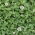 Trèfle blanc 'Apolo' - graines 500g (Trifolium repens)