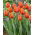 Tulip - Worlds Friend - GIGA Pack! - 250 pcs