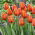 Tulip - Worlds Friend - GIGA Pack! - 250 pcs