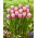 Tulip - Argos - 5 pcs