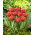 Tulip - Bendigo - GIGA Pack! - 250 pcs