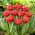 Tulip - Bendigo - GIGA Pack! - 250 pcs