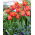 Tulip - Queensday - GIGA Pack! - 250 pcs