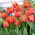 Tulip - Queensday - GIGA Pack! - 250 pcs