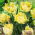 Tulip - Avant Garde - 5 pcs