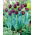 Tulip - Blackjack - Large Pack! - 50 pcs