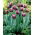 Tulip - Jackpot - GIGA Pack! - 250 pcs