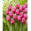 Tulip - Louvre - GIGA Pack! - 250 pcs