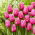 Tulip - Louvre - GIGA Pack! - 250 pcs