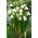Fulg de zăpadă de primăvară - Leucojum vernum - Pachet 5 buc.