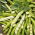 Broad bean and pea seeds - selection of 4 varieties
