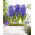 Hyacinth - Blue Pearl - GIGA Pack! - 150 pcs.