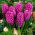 Hyacinth - Miss Saigon - GIGA Pack! - 150 pcs.