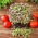Microgreens - Mizuna - Red - 100 g - Deeply Vibrant, Perfect Flavour - Fresh Seeds