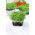 Microgreens - Mizuna - Green - 100 g - Brightly Fresh, Exceptionally Crisp - Fresh Seeds