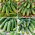 Field cucumber seeds - selection of 4 varieties