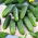 Field cucumber seeds - selection of 4 varieties