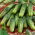 Field cucumber seeds - selection of 4 varieties