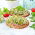 Semi per germogli - Ravanello - Daikon - 100 g - Germogli freschi, croccanti e piccanti - Semi Freschi