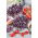Semi per germogli - Ravanello - Sango - 100 g - Germogli viola intensi e vibranti