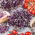 Semi per germogli - Ravanello - Sango - 100 g - Germogli viola intensi e vibranti