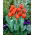 Tulip - Annie Schilder - GIGA Pack! - 250 pcs