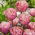 Tulip - Double Peony - Full - Large Pack! - 50 pcs