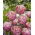 Tulip - Double Peony - Full - Large Pack! - 50 pcs