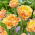 Tulip - Double Fringed Esprite - GIGA Pack! - 250 pcs