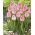 Tulip - First Class - GIGA Pack! - 250 pcs