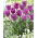 Tulip - Magic Lavender - GIGA Pack! - 250 pcs