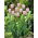 Tulip - Pink Diamond - GIGA Pack! - 250 pcs
