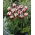 Tulip - Zurel - GIGA Pack! - 250 pcs
