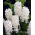 Hyacinth - Carnegie - GIGA Pack! - 150 pcs.