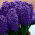 Hyacinth - Peter Stuyvesant - GIGA Pack! - 150 pcs.