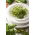 Idätyssiemenet, Rucola - 500 g (Eruca vesicaria)