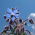 Bourrache - Plante Mellifère - Borago officinalis - 1 kg - Plante mellifère, floraison vibrante - Graines fraîches