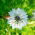 Cumino nero - Piante mellifere - Nigella sativa - 1 kg - Pianta mellifera profumata - Semi Freschi