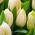 Tulip - Lemon Giant - GIGA Pack! - 250 pcs