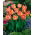 Tulip - Salmon Parrot - GIGA Pack! - 250 pcs