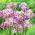 Ornamental onion - Eros - Large Pack! - 100 pcs.