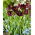 Tulip - Frozen Night - GIGA Pack! - 250 pcs