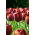 Tulip - Dom Pedro - GIGA Pack! - 250 pcs